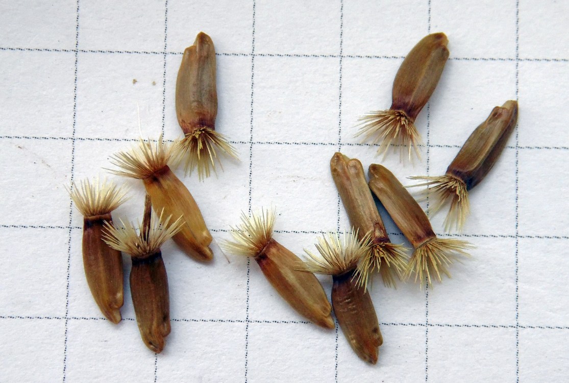 Image of Psephellus buschiorum specimen.