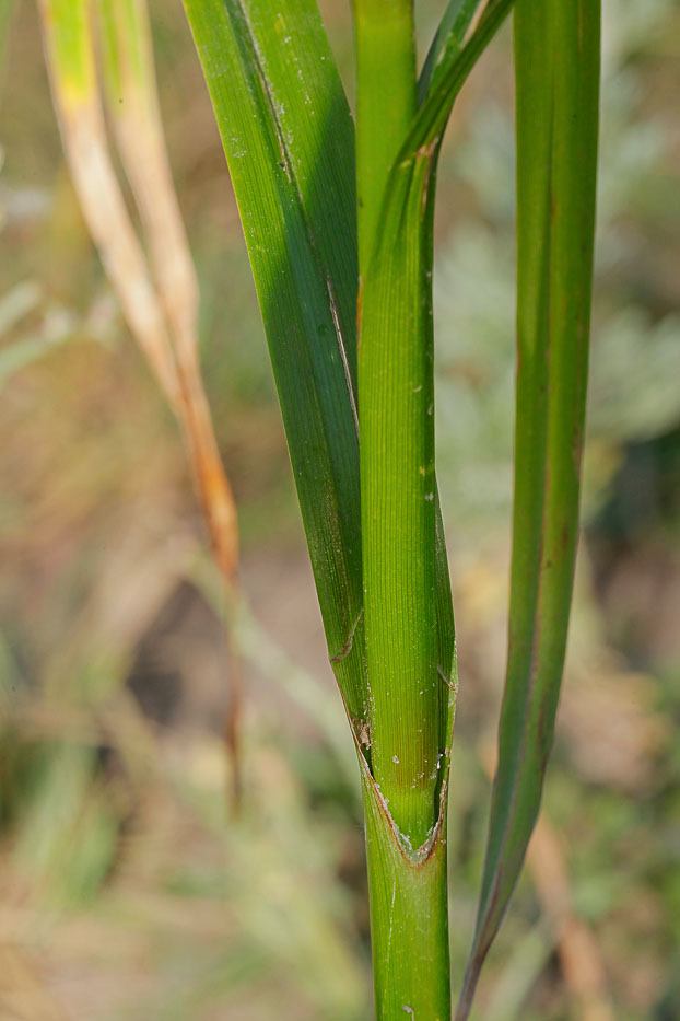 Image of Scirpus sylvaticus specimen.