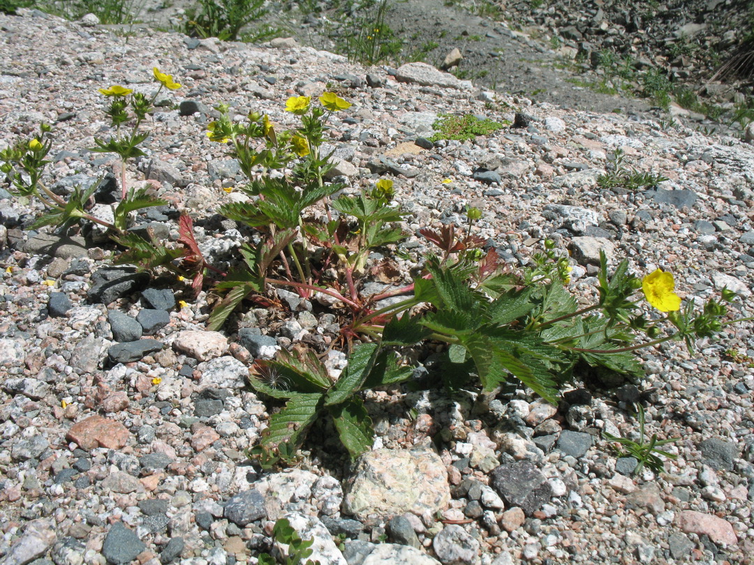 Image of Potentilla asiatica specimen.