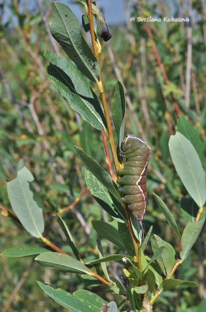 Изображение особи Salix kochiana.