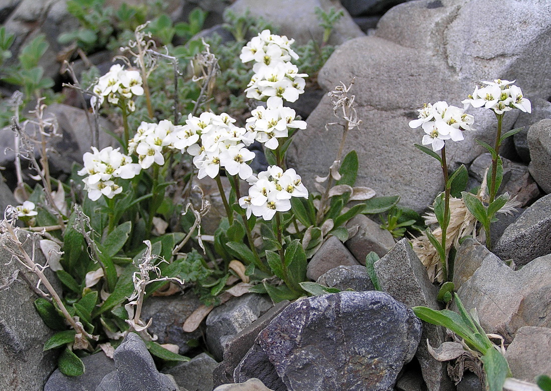 Image of Pachyneurum grandiflorum specimen.