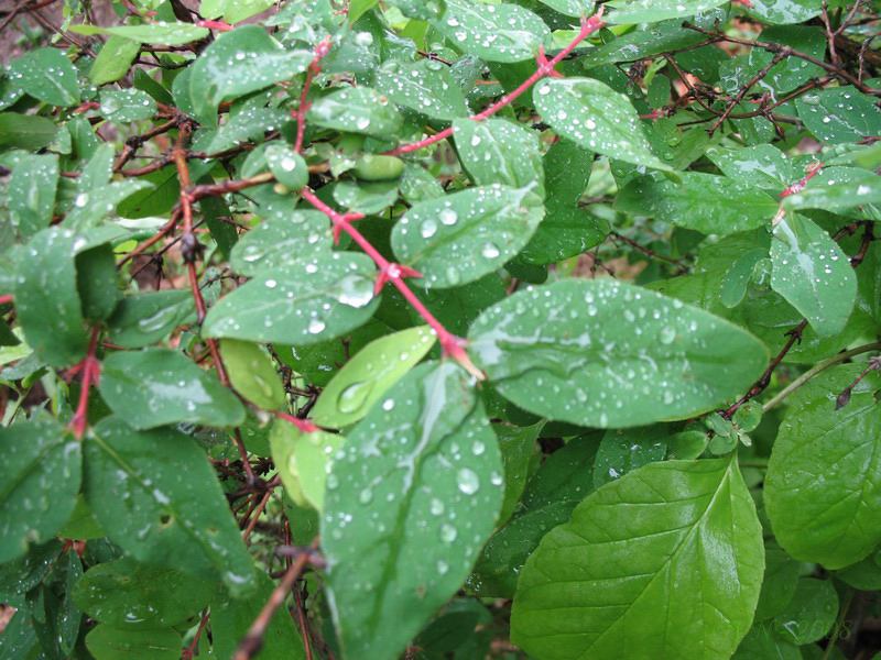 Image of Lonicera caerulea specimen.