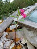 Impatiens glandulifera. Цветущее растение (высота - 30 см) на свалке бытового мусора. Томск. 03.09.2016.