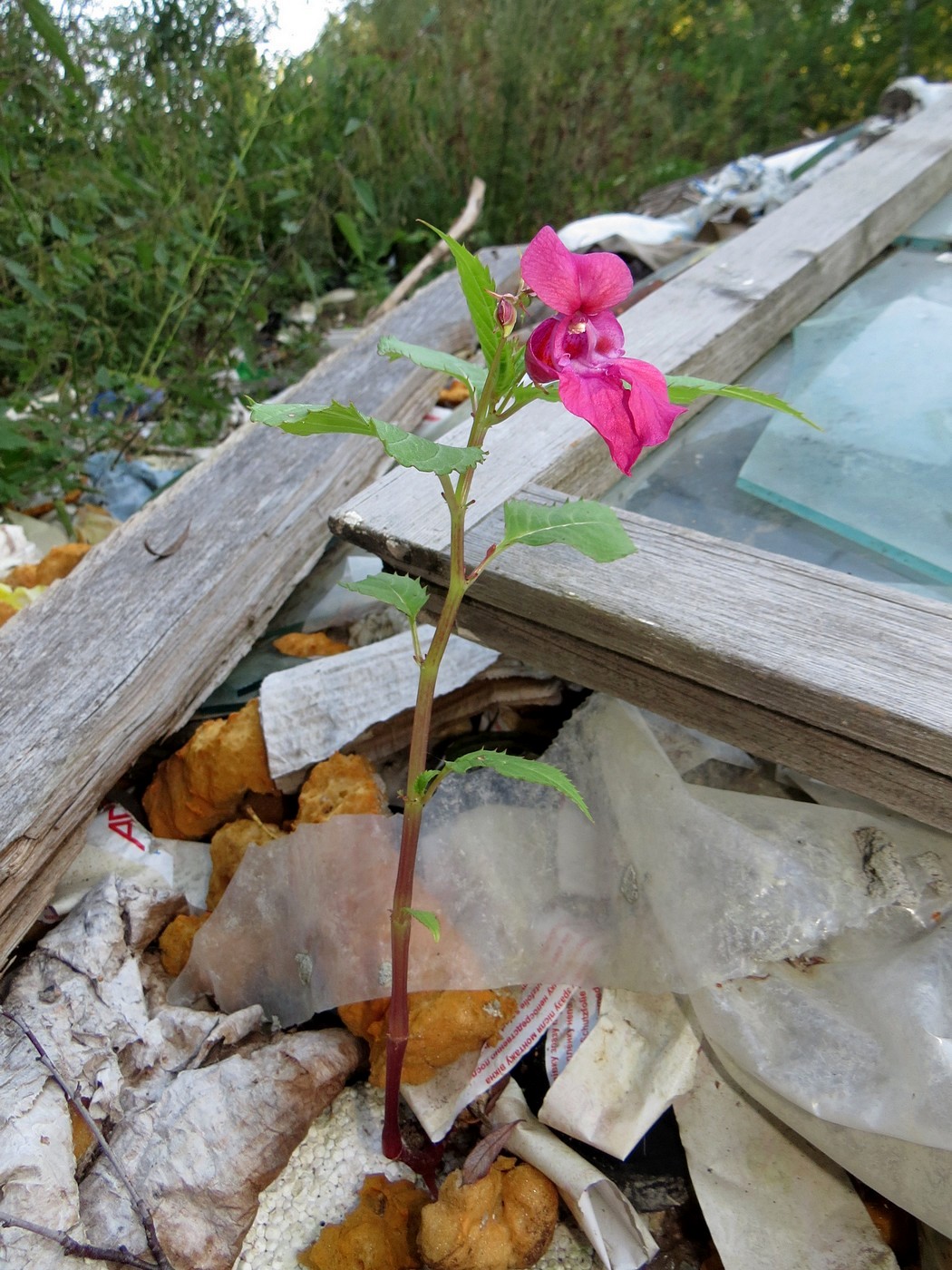 Image of Impatiens glandulifera specimen.