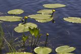 Nuphar lutea. Цветущие растения в сообществе с Menyanthes trifoliata. Тверская обл., Кимрский р-н, оз. Тпруно. 01.06.2016.