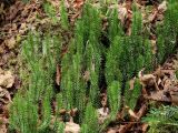 Lycopodium annotinum. Побеги. Приморье, Шкотовский р-н, окр. с. Анисимовка, хребет Ливадийский, гора Литовка, хвойно-лиственный лес. 24.09.2016.