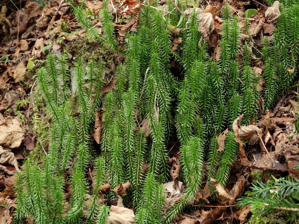 Изображение особи Lycopodium annotinum.