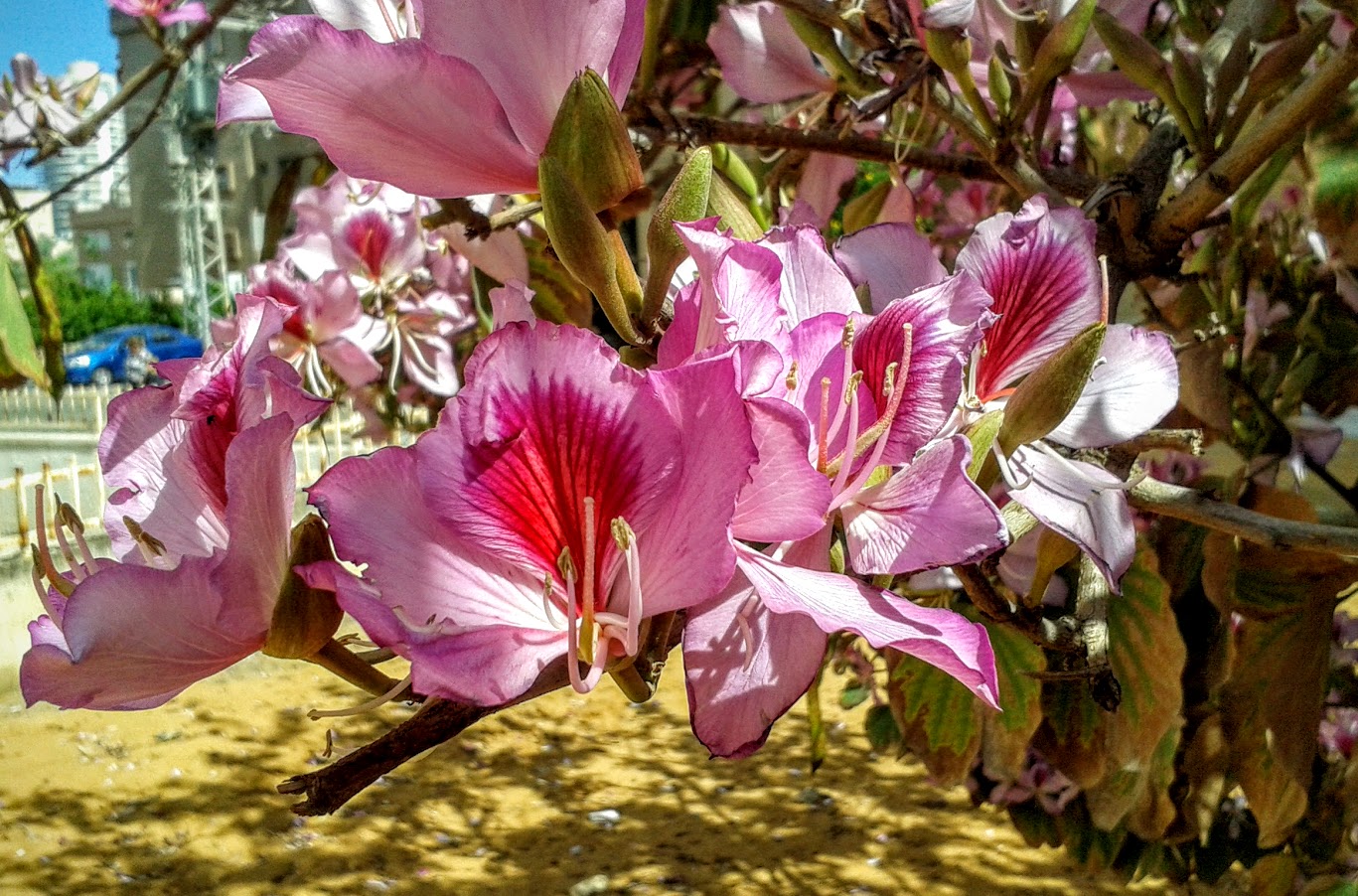 Image of Bauhinia variegata specimen.