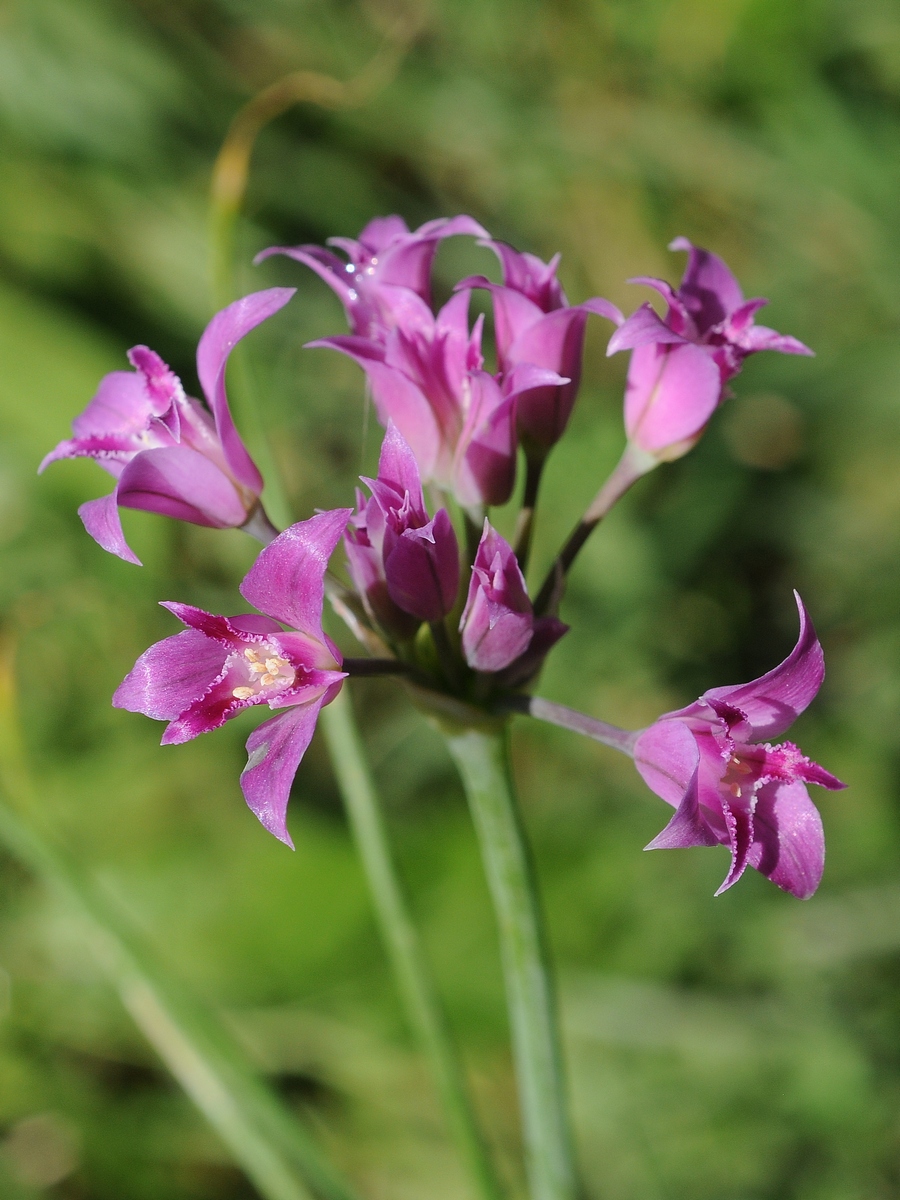 Изображение особи Allium crispum.