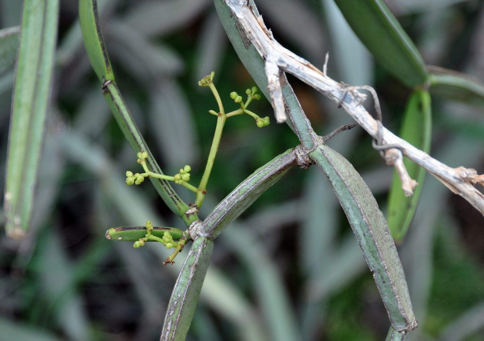 Изображение особи Cissus hamaderohensis.