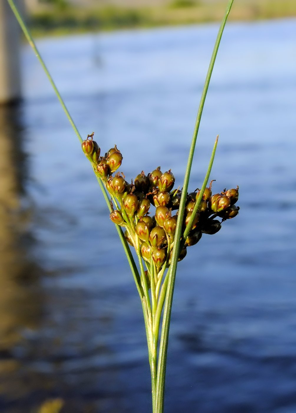 Изображение особи Juncus gracillimus.