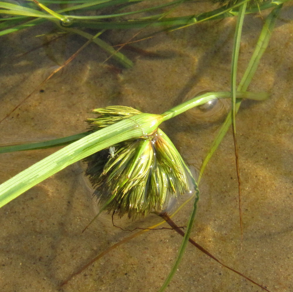 Изображение особи Carex bohemica.