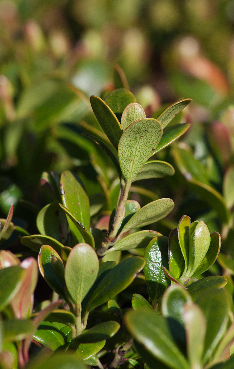 Изображение особи Arctostaphylos uva-ursi.