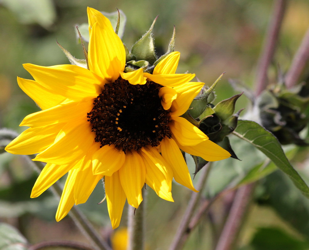 Изображение особи Helianthus annuus.