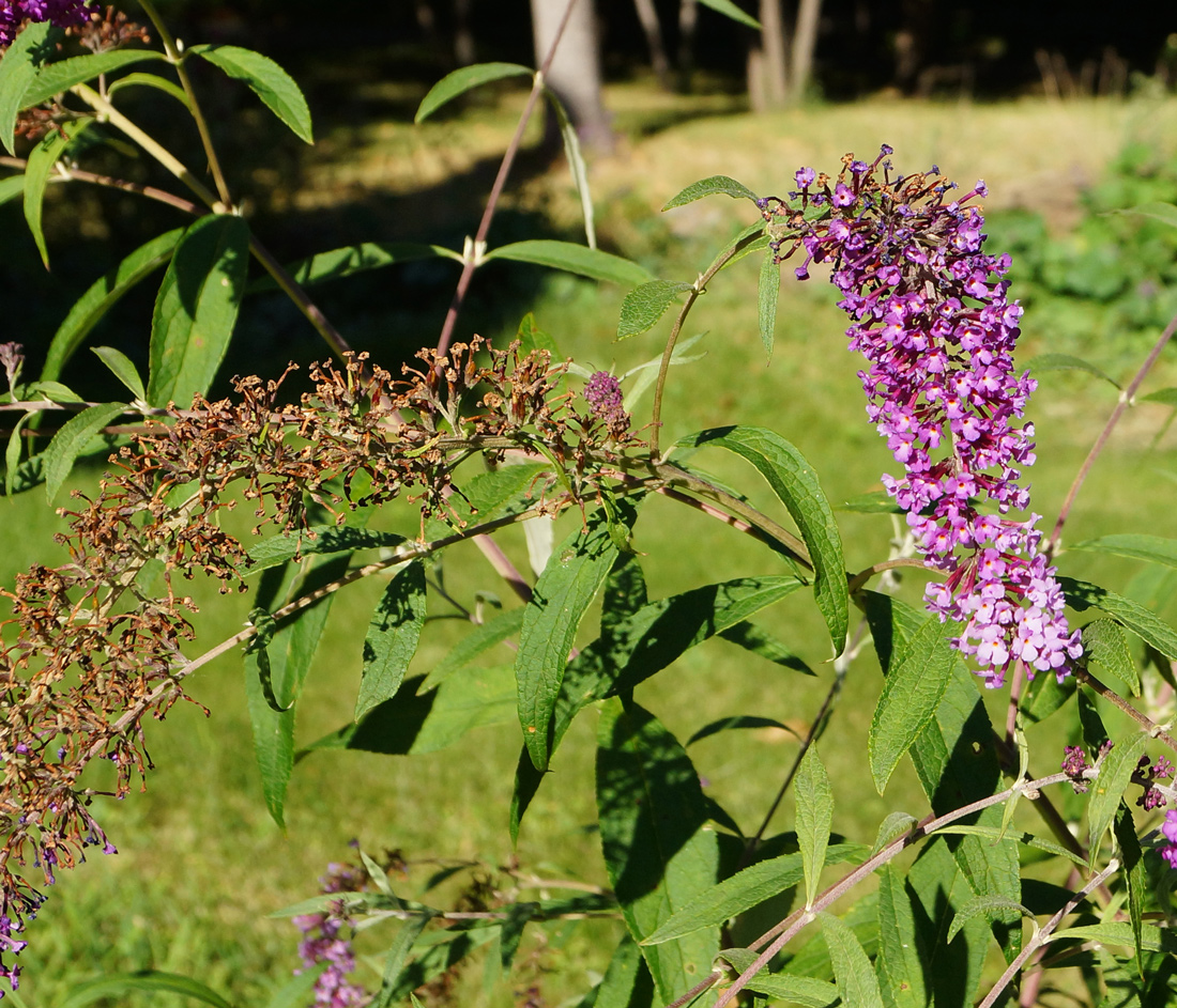 Image of Buddleja davidii specimen.