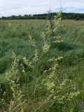 Thalictrum amurense