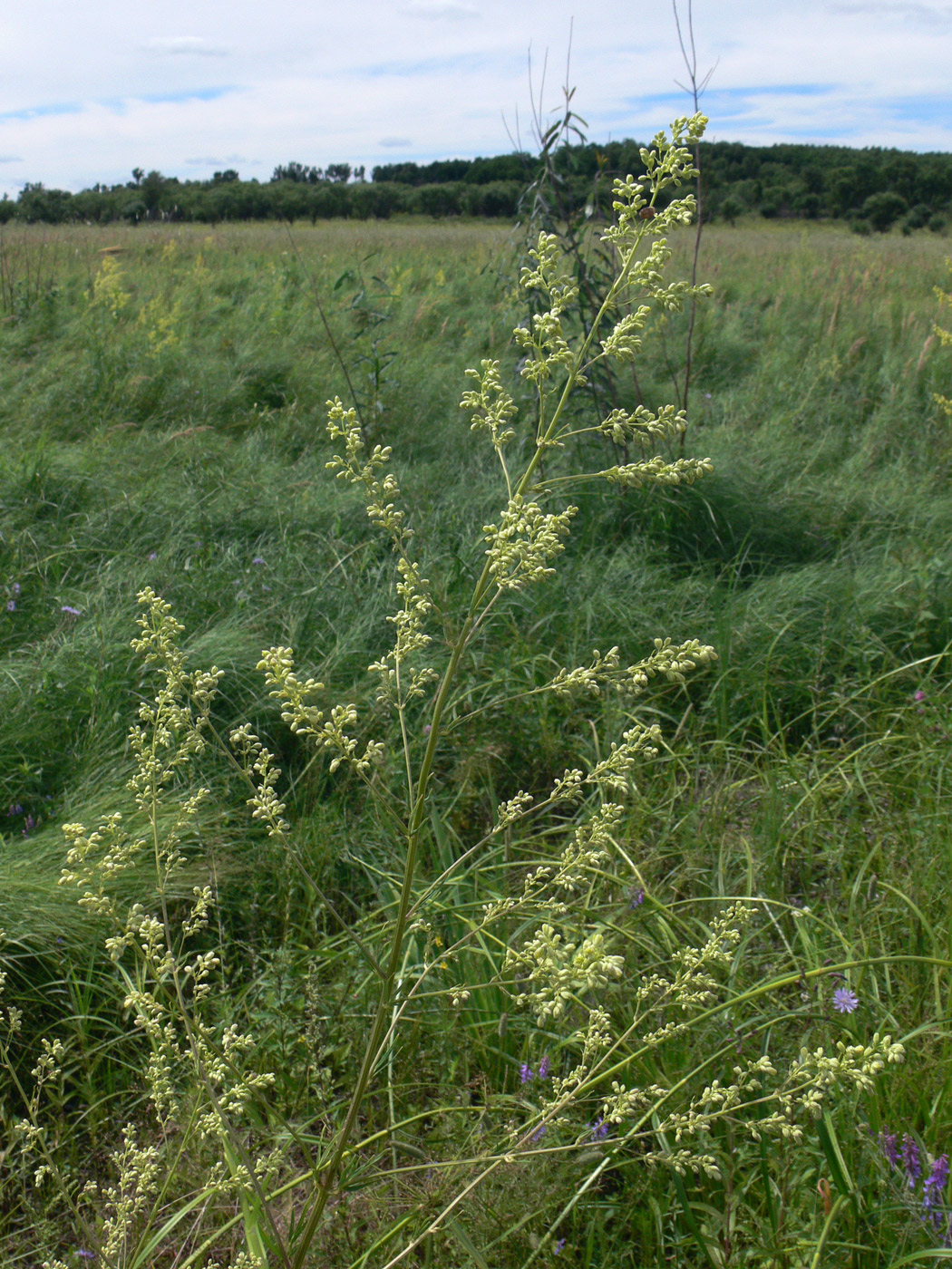 Image of Thalictrum amurense specimen.