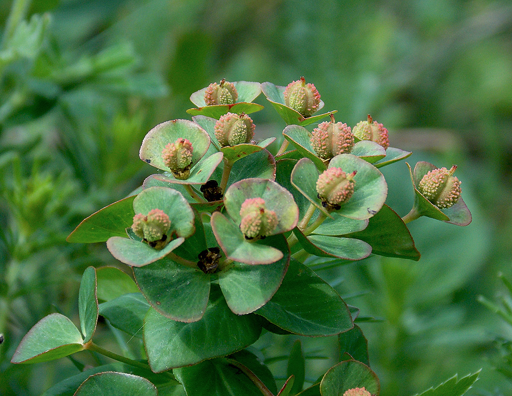 Изображение особи Euphorbia condylocarpa.