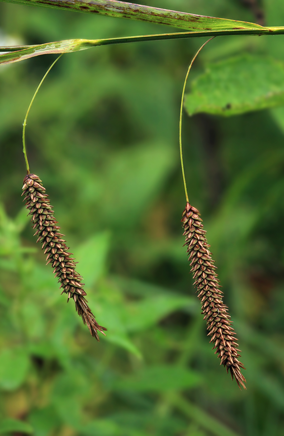 Изображение особи Carex cryptocarpa.