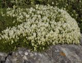 Astragalus angustifolius