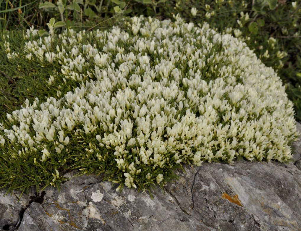 Изображение особи Astragalus angustifolius.