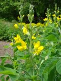 Thermopsis lupinoides. Верхушка цветущего растения. Пенза, Ботанический сад ПГУ, в культуре. 11 мая 2016 г.