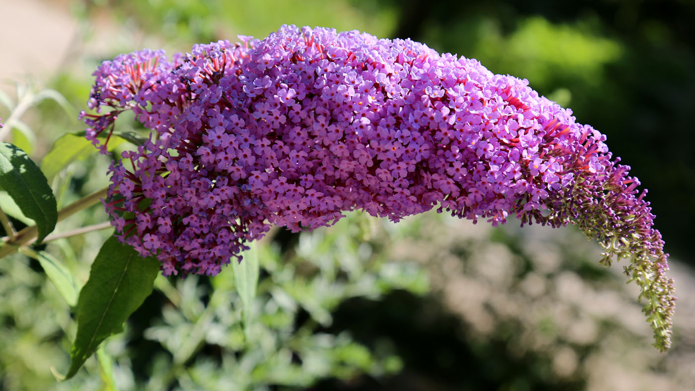 Image of Buddleja davidii specimen.