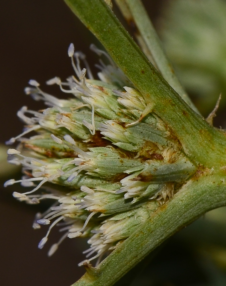 Изображение особи Eryngium glomeratum.