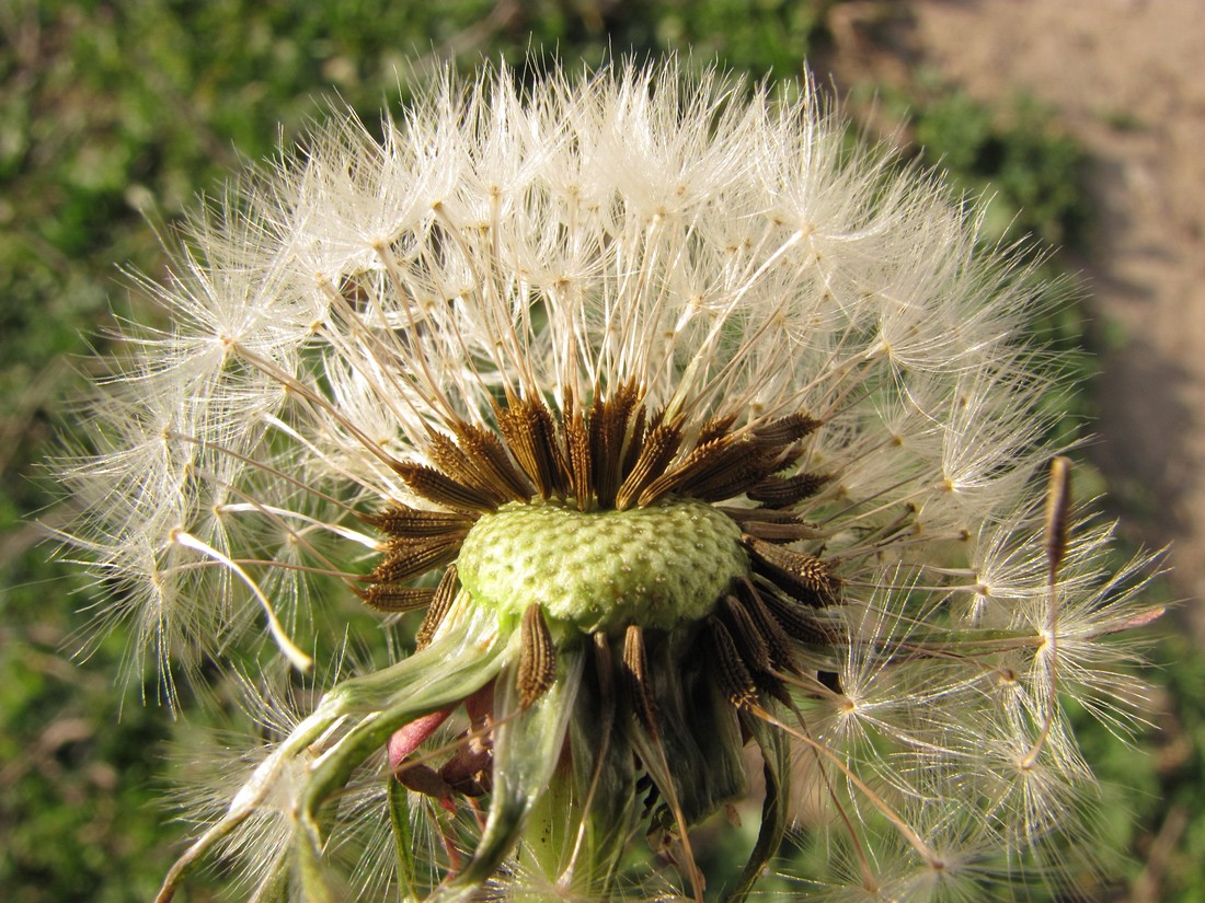 Изображение особи Taraxacum pseudomurbeckianum.