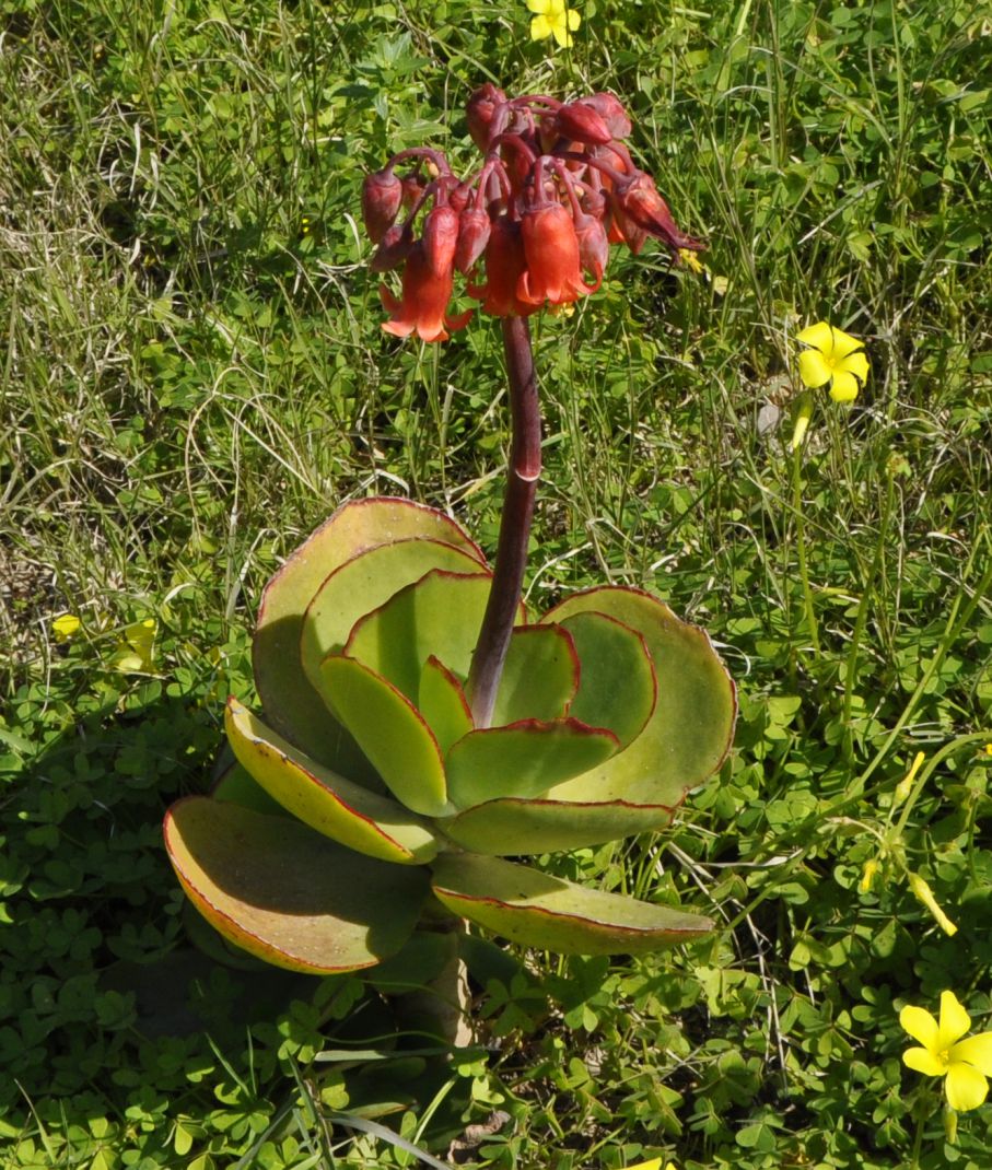 Изображение особи Cotyledon orbiculata var. oblonga.