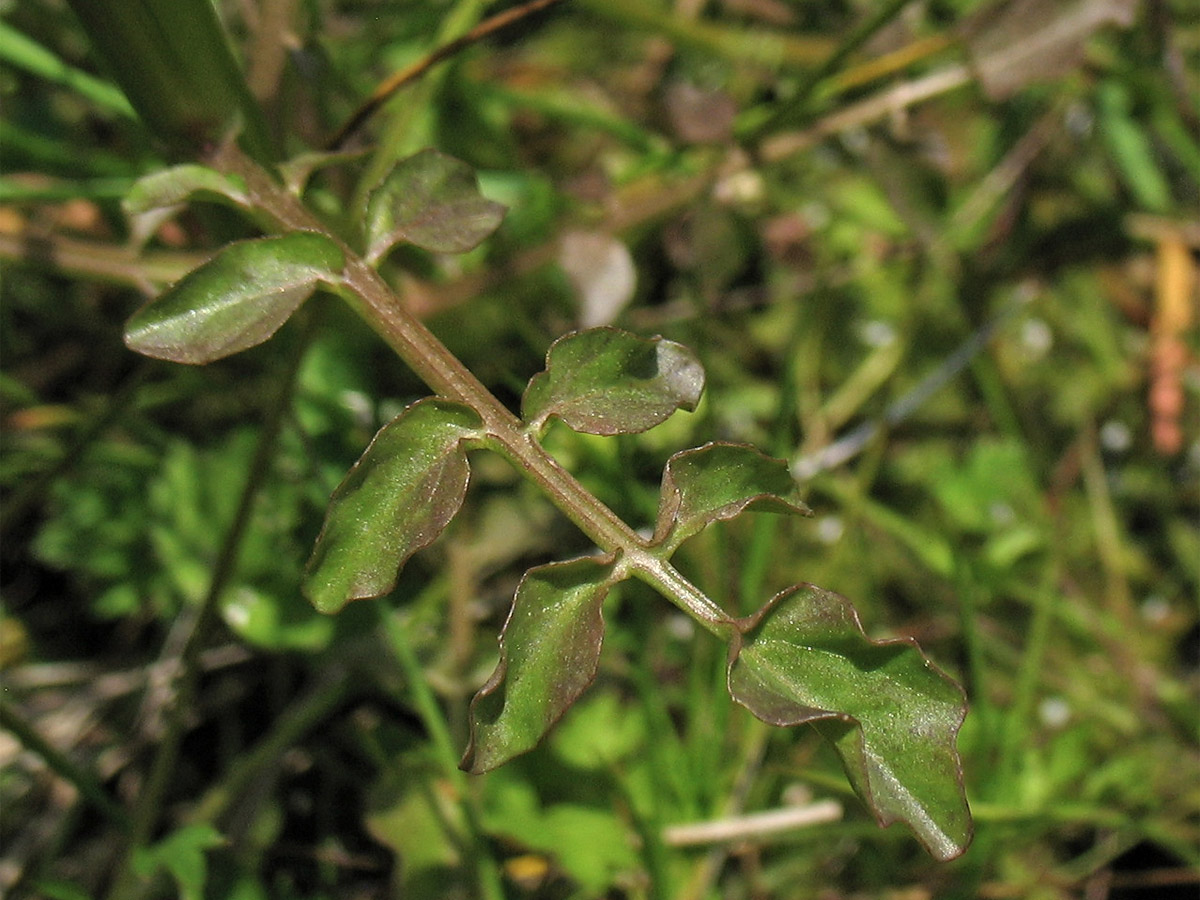 Изображение особи Nasturtium microphyllum.