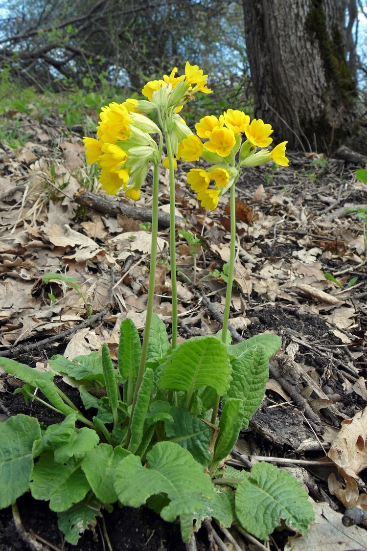 Image of Primula macrocalyx specimen.