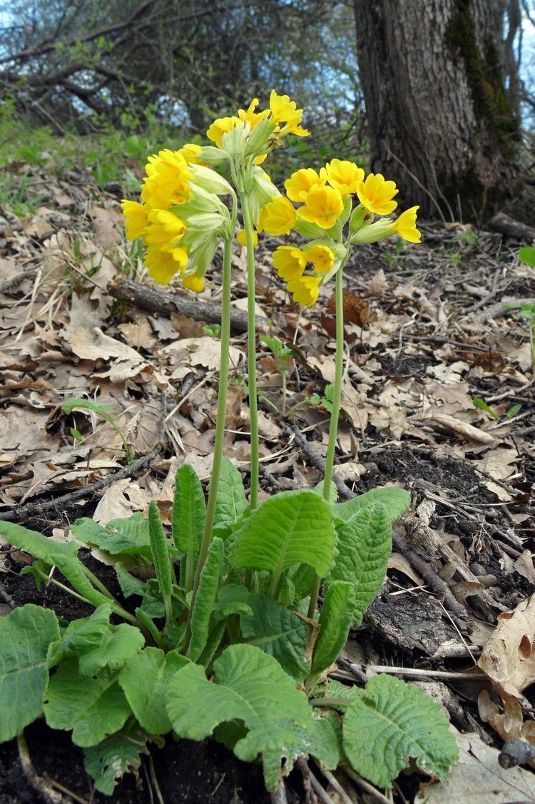 Изображение особи Primula macrocalyx.