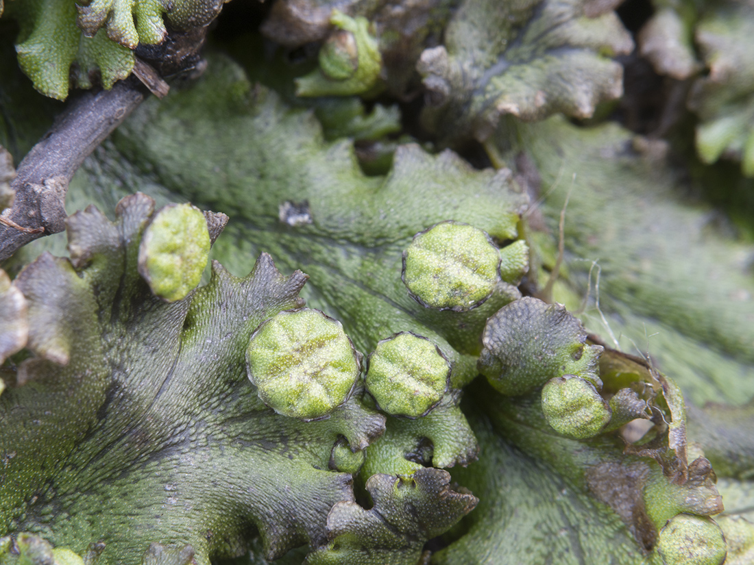 Изображение особи Marchantia polymorpha.