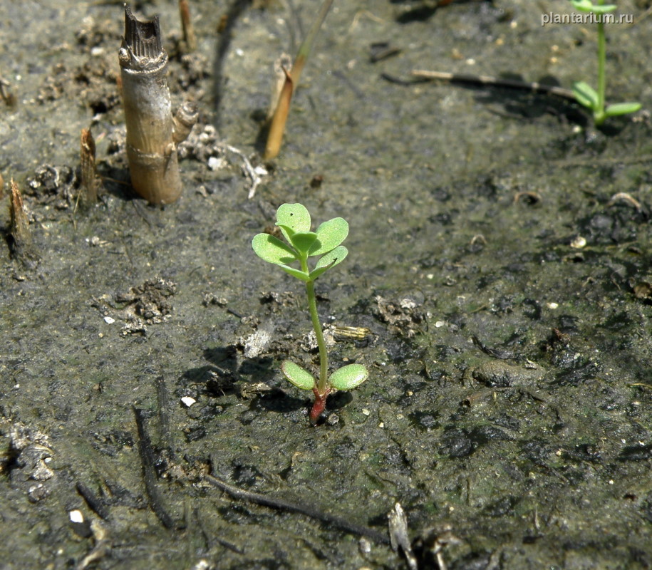 Image of Lotus frondosus specimen.