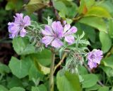 Geranium linearilobum