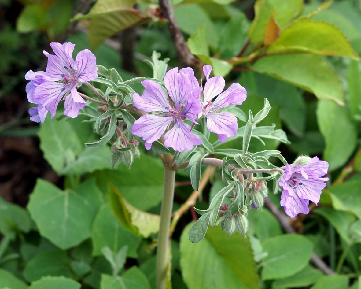 Изображение особи Geranium linearilobum.