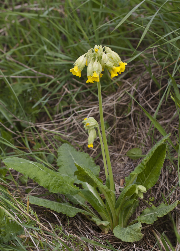 Image of Primula veris specimen.