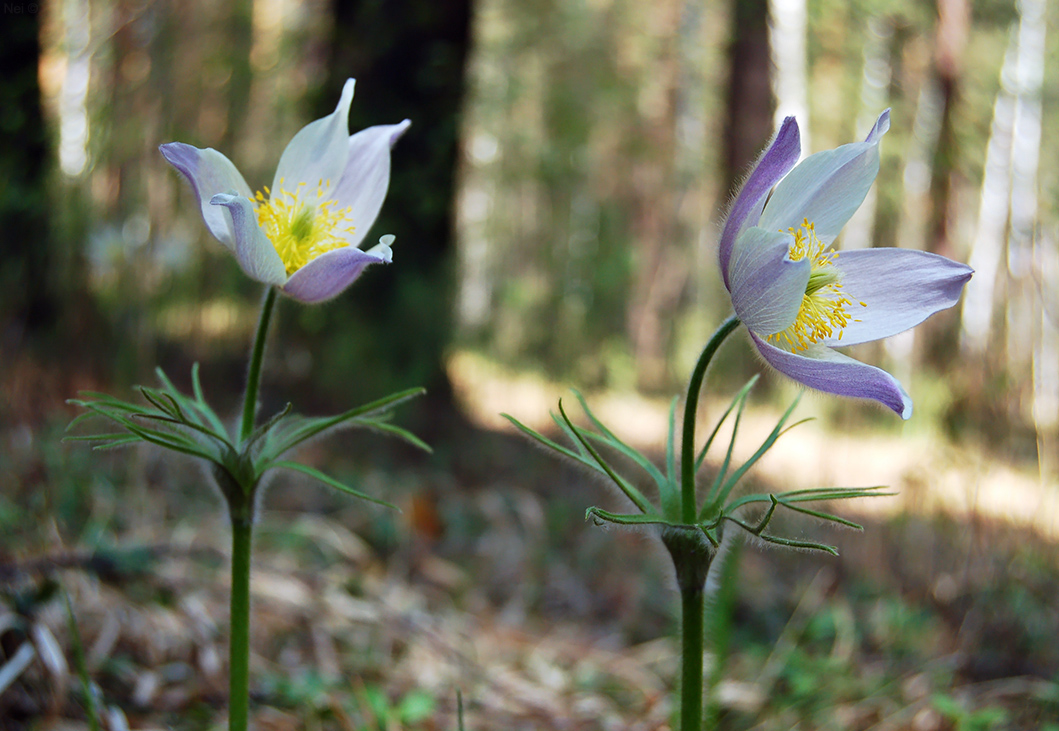 Image of genus Pulsatilla specimen.