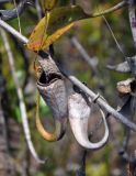 Nepenthes stenophylla. Засохшие ловчие кувшинчики (длина около 15 см). Малайзия, о-в Калимантан, национальный парк Бако, песчаниковое плато, ≈ 100 м н.у.м., редкостойный пустошный лес \"паданг\". 09.05.2017.