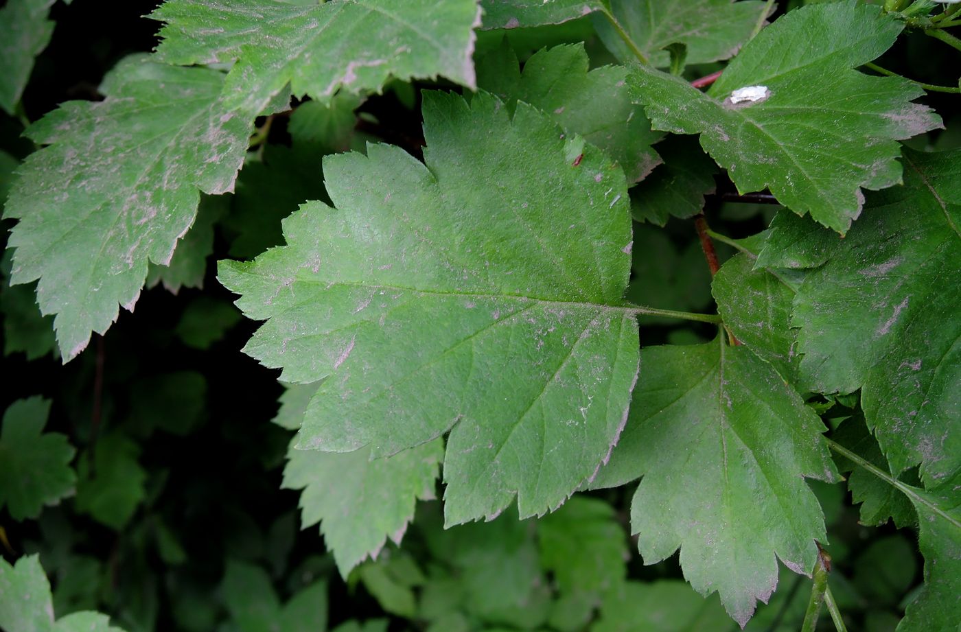 Image of Crataegus chlorocarpa specimen.