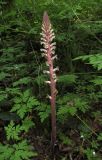 Orobanche hederae. Цветущее растение. Краснодарский край, м/о город-курорт Сочи, окр. с. Хлебороб, лиственный лес. 12 июня 2017 г.