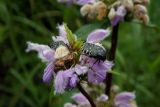 Phlomoides tuberosa