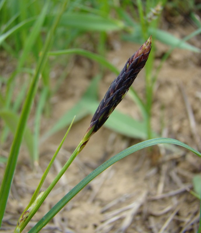 Image of Carex melanostachya specimen.