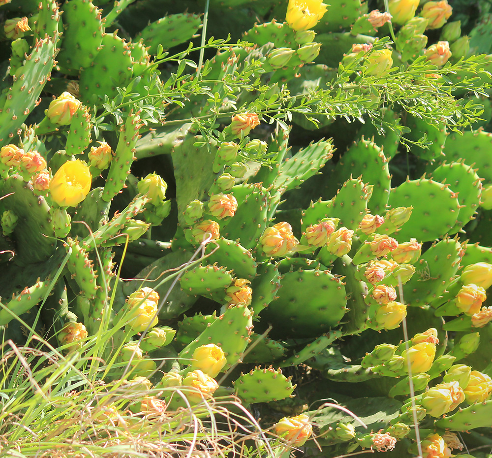Image of Opuntia humifusa specimen.
