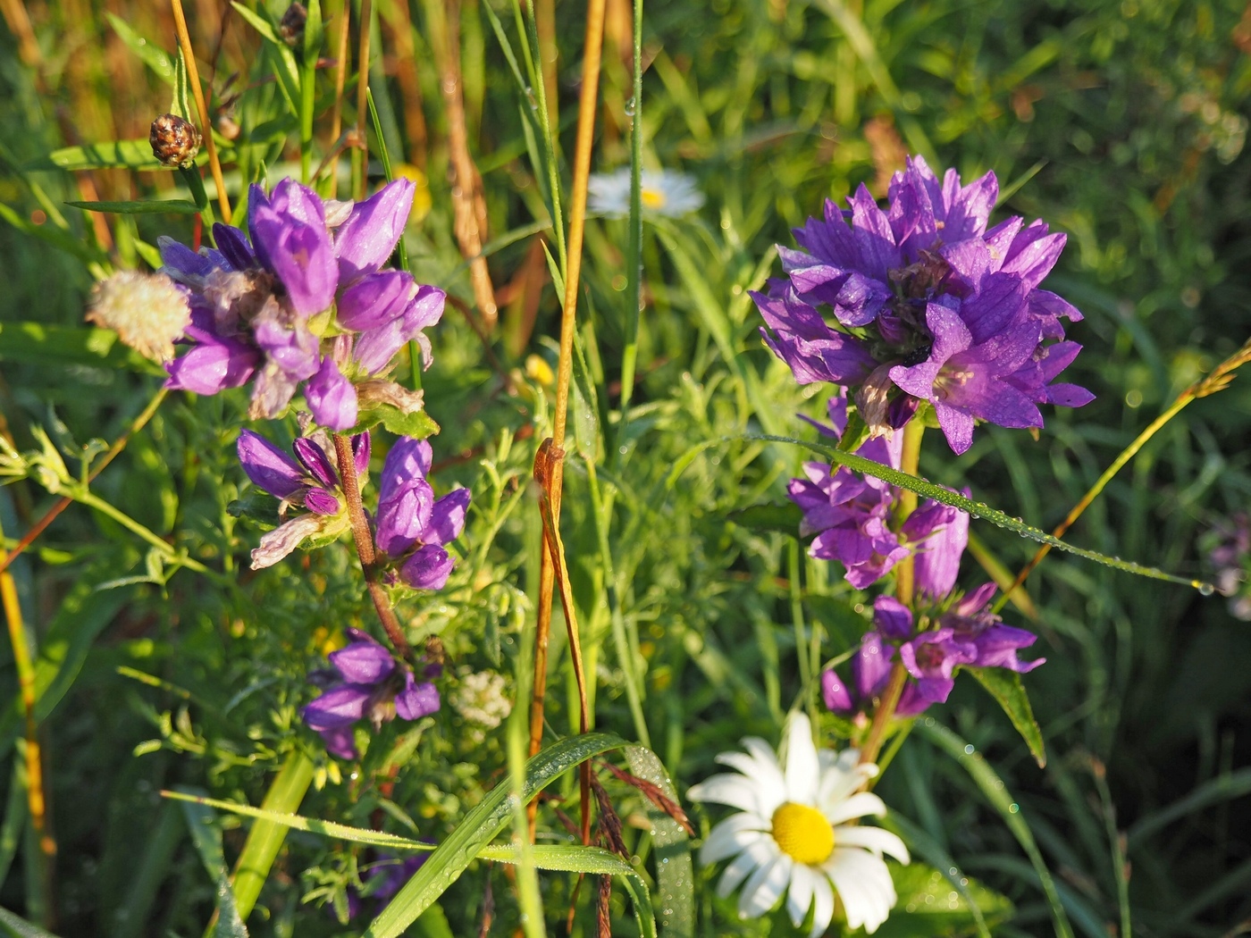 Изображение особи Campanula glomerata.