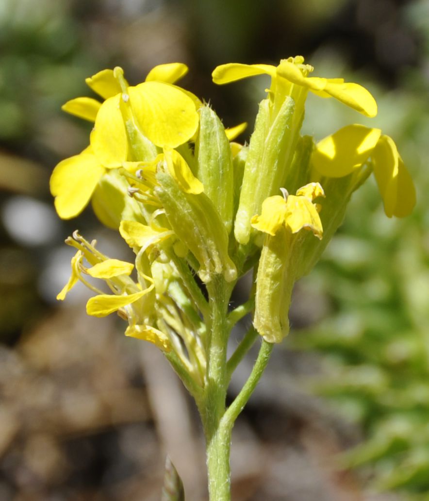 Image of Alyssoides utriculata specimen.
