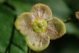 Euonymus verrucosus. Цветок. Тверская обл., окр. г. Дубна, правый берег р. Дубна, смешанный лес. 12.06.2017.