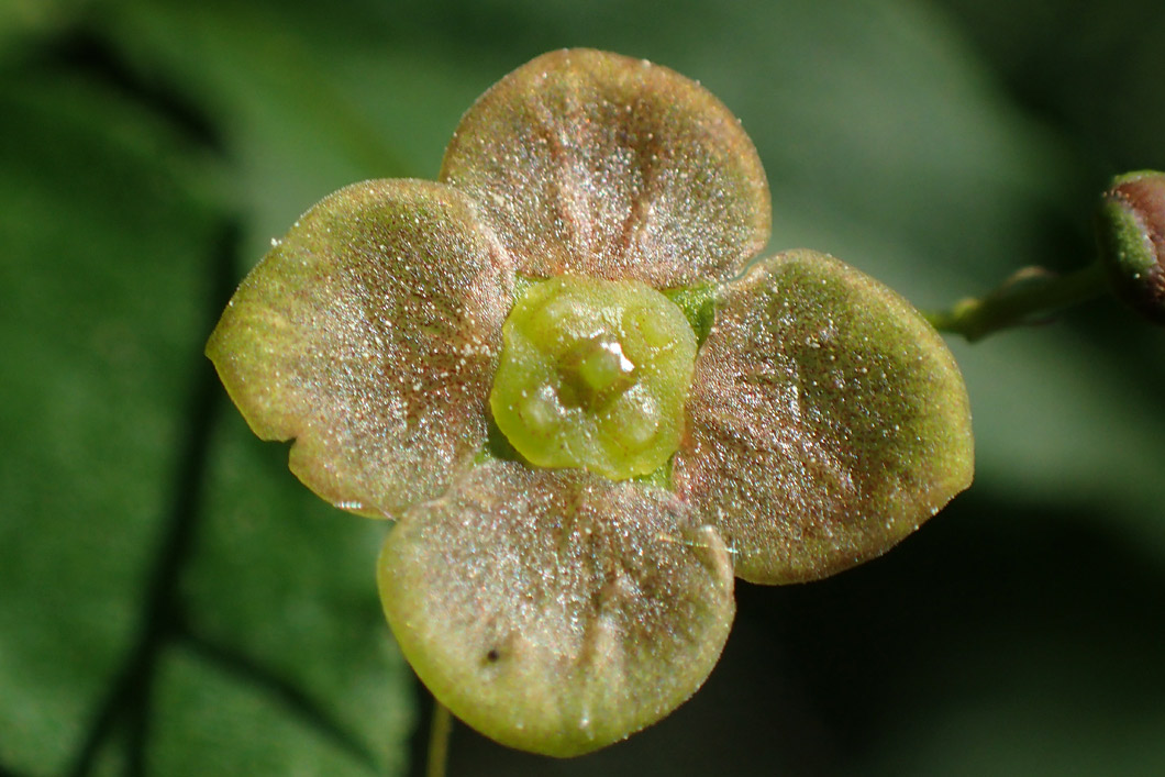 Изображение особи Euonymus verrucosus.