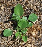 Psoralea drupacea